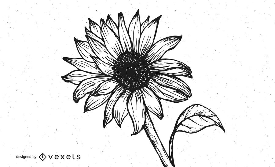 900x545 Grungy Hand Drawn Sunflower