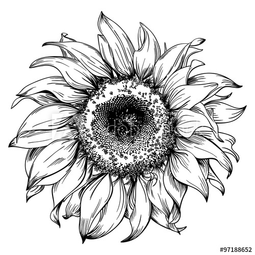 500x500 Hand Drawn Sunflower Head Isolated On White Background