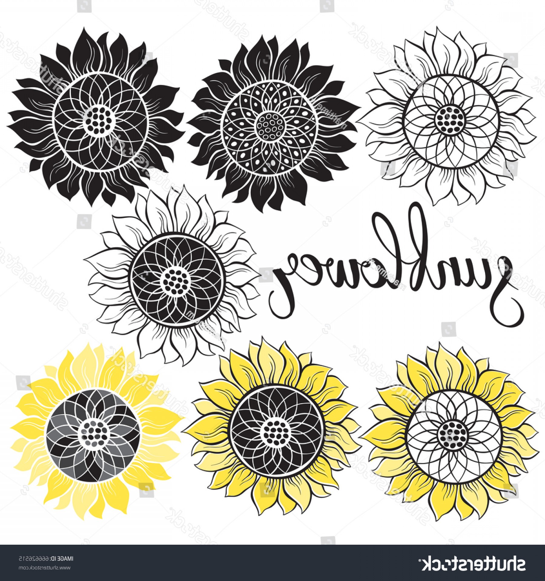 Download Sunflower Vector Black And White at Vectorified.com ...