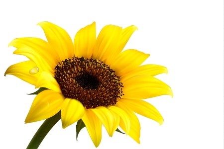 Sunflower Black And White Vector at Vectorified.com | Collection of ...