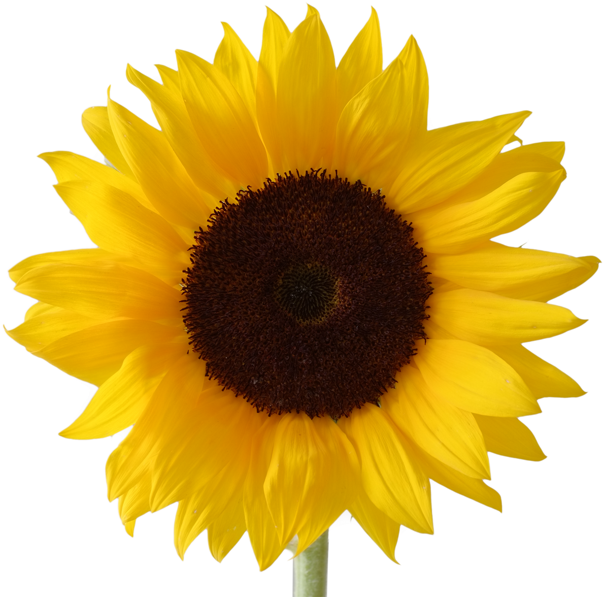 Download Sunflower Vector Free at Vectorified.com | Collection of ...