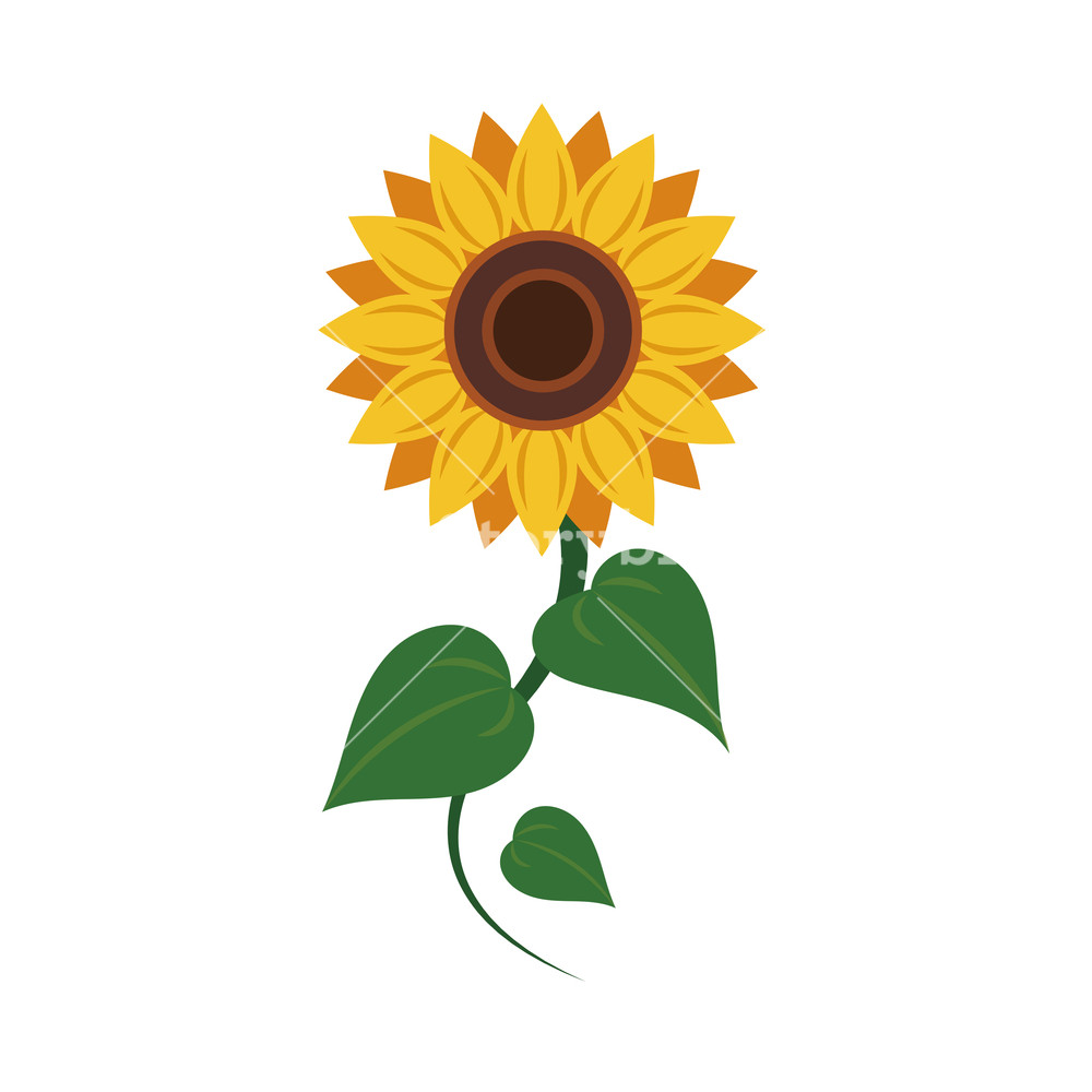 Sunflower Vector Svg
