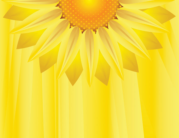 Sunflower 600x463 Sunflower