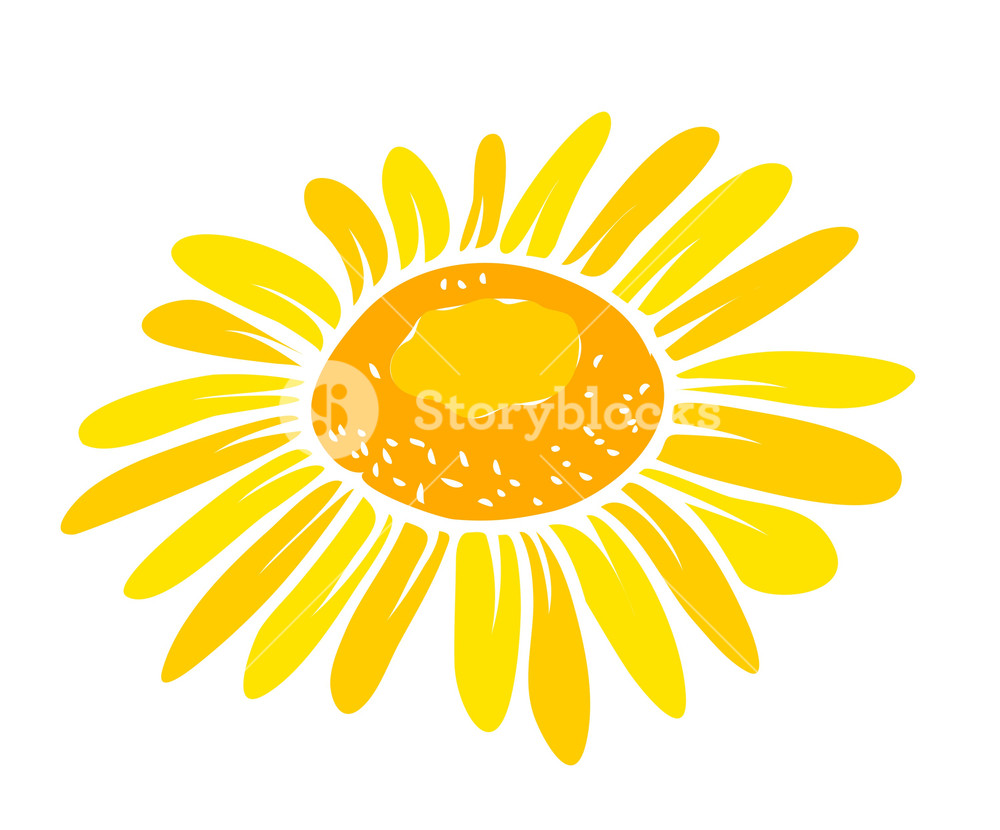 Sunflower Vector Closeuo Royalty Free Stock Image 1000x830 Sunflower Vector Closeuo Royalty Free Stock Image
