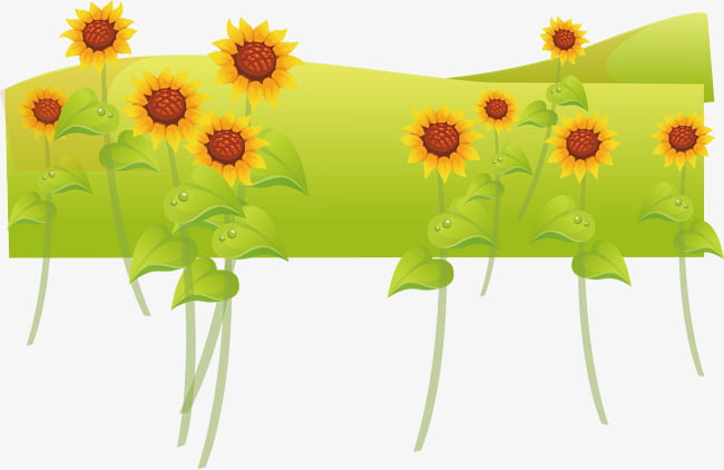 Sunflower Vector Free Graphics Uihere 650x422 Sunflower Vector Free Graphics Uihere