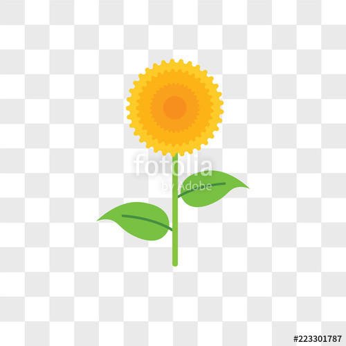 Sunflower Vector Icon Isolated On Transparent Background 500x500 Sunflower Vector Icon Isolated On Transparent Background