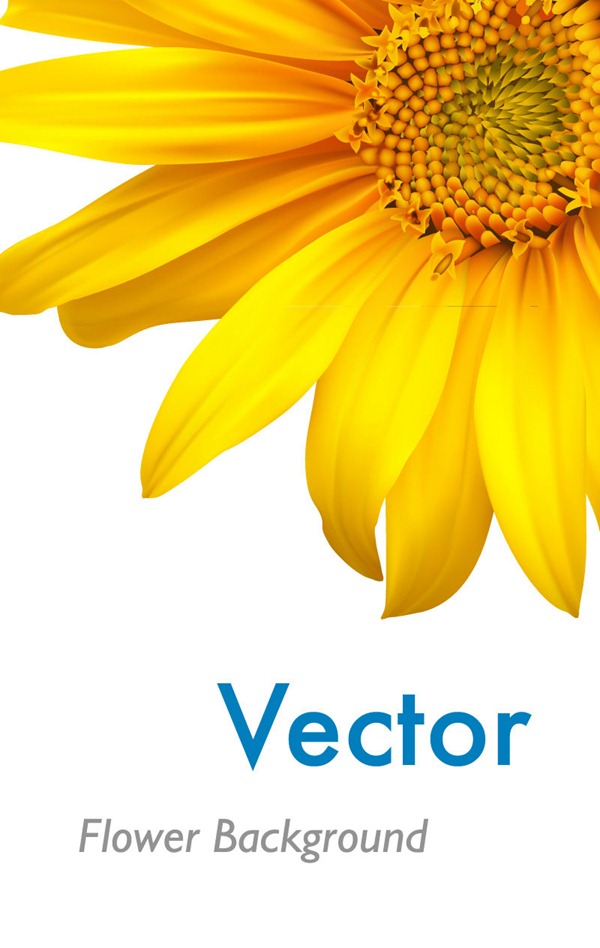 Sunflowers Sunflower Vector Graphics Collection My Free 600x948 Sunflowers Sunflower Vector Graphics Collection My Free