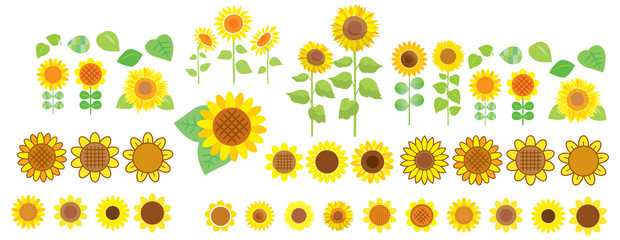 Sunflowers Vector Photos, Royalty Free Images, Graphics, Vectors 620x240 Sunflowers Vector Photos, Royalty Free Images, Graphics, Vectors