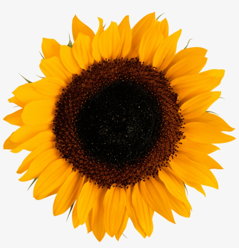 Free Png Sunflower Png Images Transparent 820x851 Free Png Sunflower Png Images Transparent
