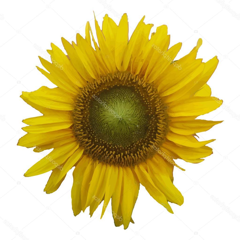 Top Sunflower Vector Illustration Photos Free Vector Art, Images 1024x1024 Top Sunflower Vector Illustration Photos Free Vector Art, Images