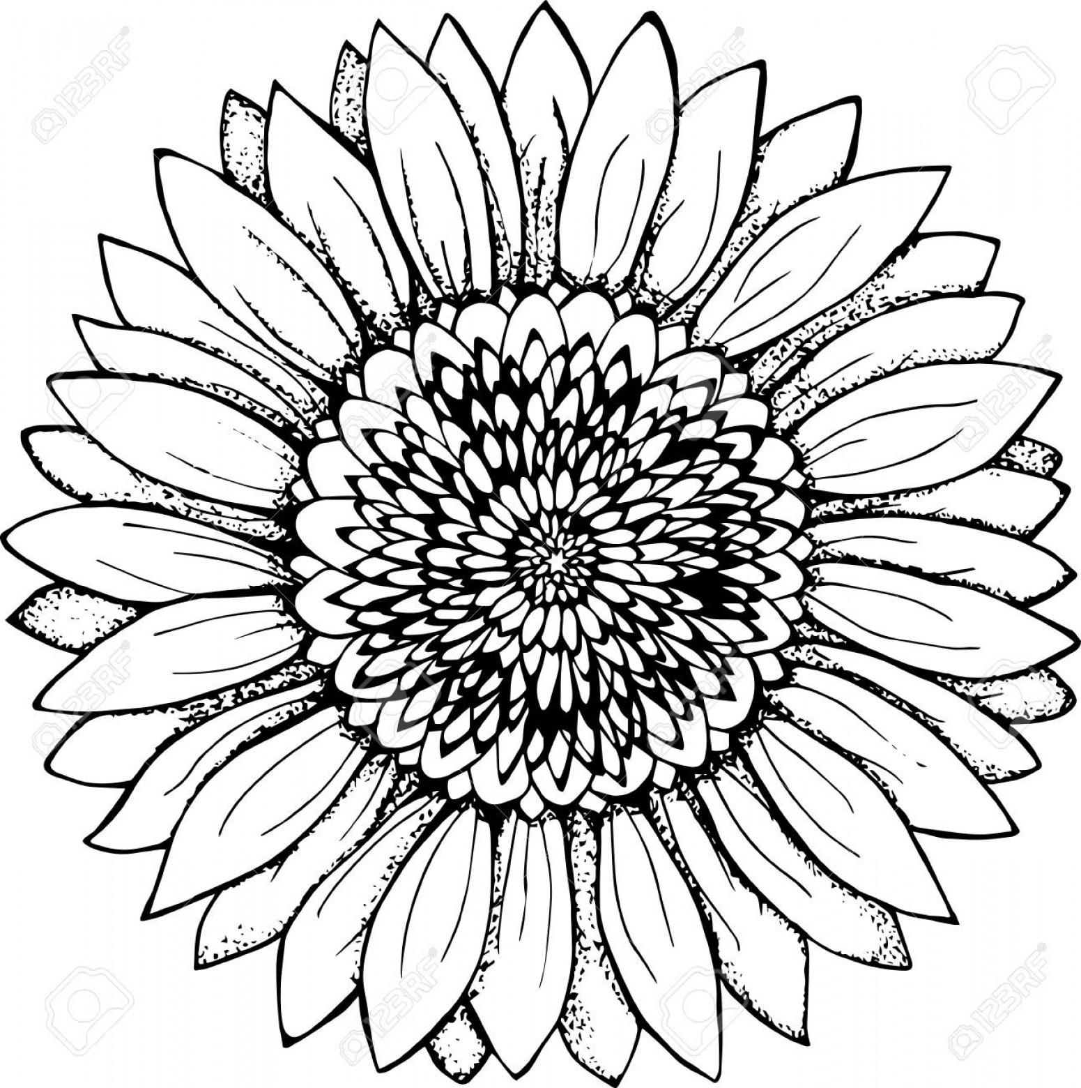 Unique Sunflower Vector Black And White Free Free Vector 1551x1560 Unique Sunflower Vector Black And White Free Free Vector