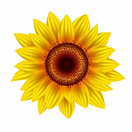 Sunflower Vector Illustration 425x425 Sunflower Vector Illustration