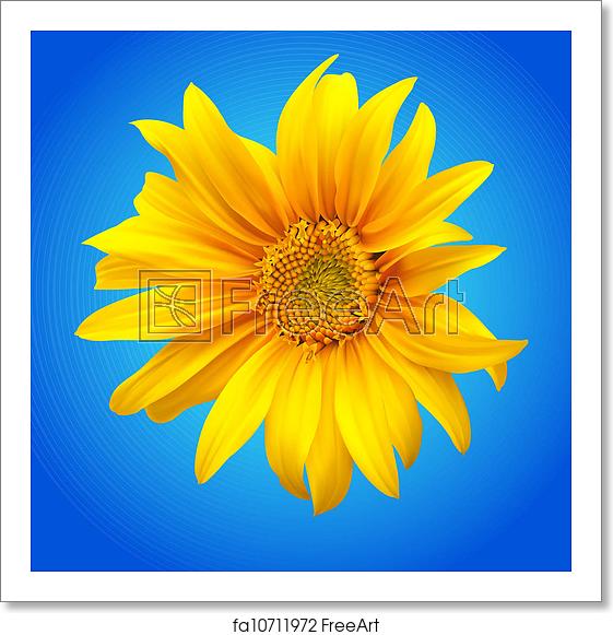 Free Art Print Of Sunflower Vector Illustration Sunflower Vector 561x581 Free Art Print Of Sunflower Vector Illustration Sunflower Vector