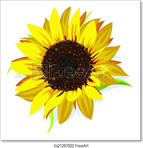 Free Art Print Of Sunflower Vector Sunflower Vector Isolated 561x581 Free Art Print Of Sunflower Vector Sunflower Vector Isolated