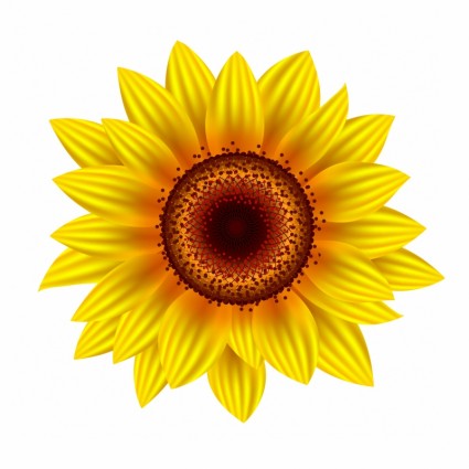 Sunflower Vector Image At Vectorified Com Collection Of Sunflower Vector Image Free For