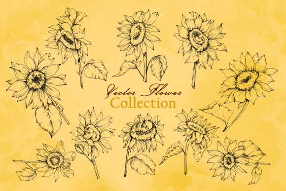 580x387 Sunflower Vector Collection Graphic