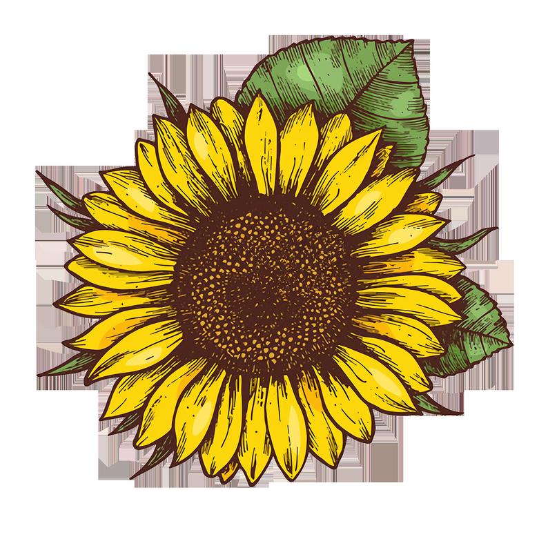 794x794 Sunflower Vector Etsy