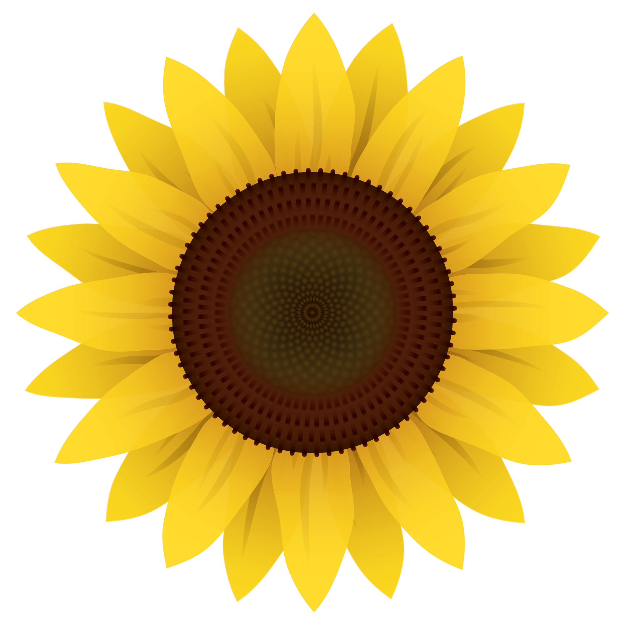 2000x2000 Sunflower Vector Png Image