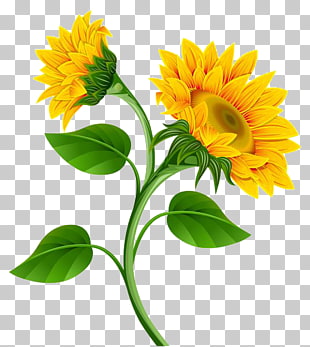 310x347 Sunflower Vector Png Images In Collection