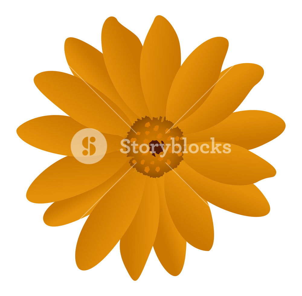 1000x980 Sunflower Vector Royalty Free Stock Image
