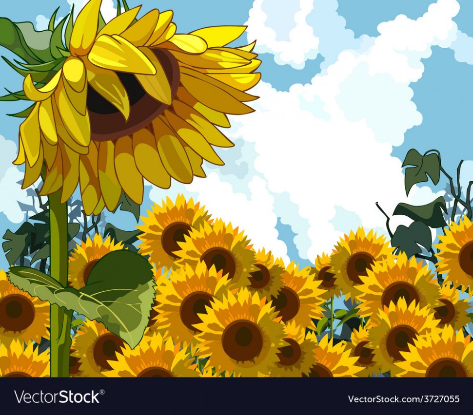 970x852 Sunflower On The Background Of Sunflowers Vector Image Sunflower