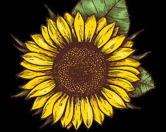 340x270 Sunflower Vector Etsy