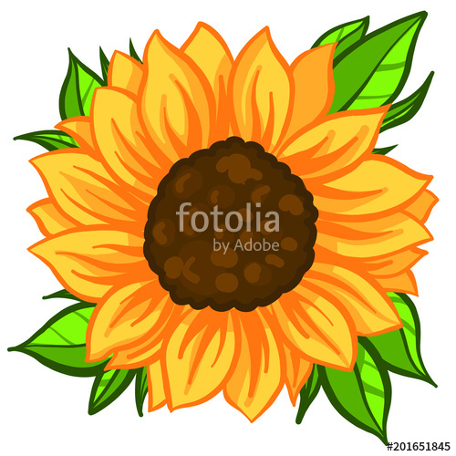 500x500 Sunflower Vector Isolated On White Background Yellow Sun Flower