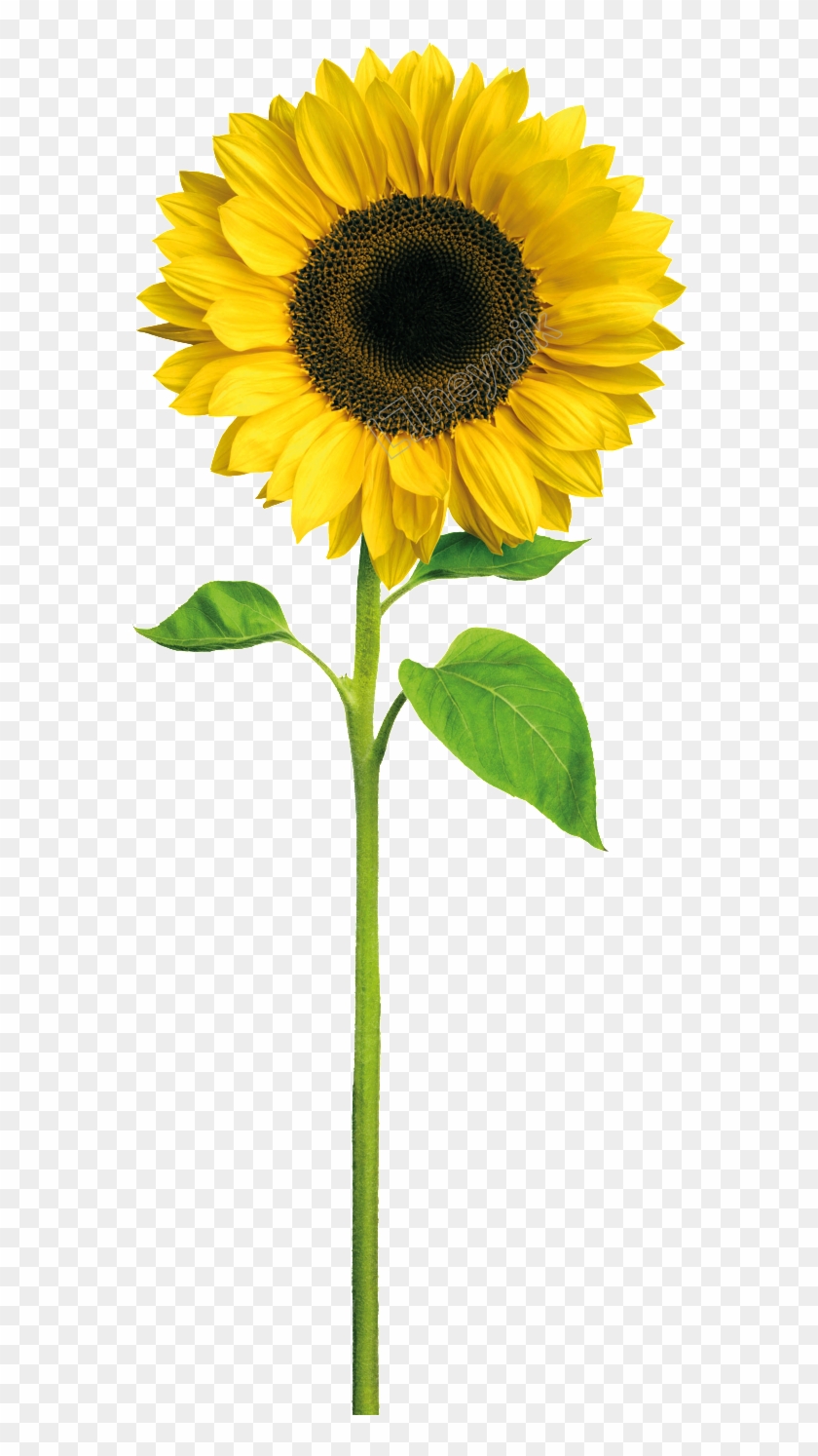 Sunflower Vector Image at Vectorified.com | Collection of ...