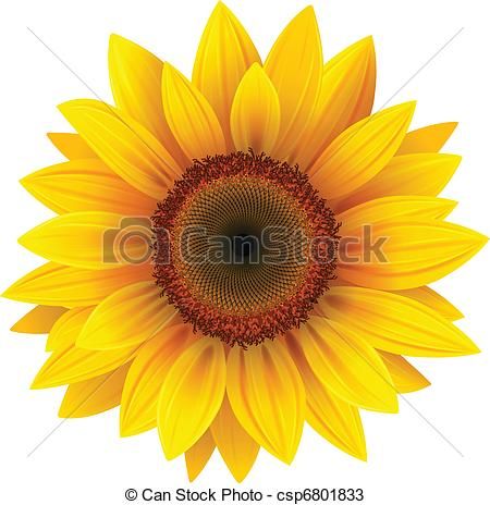 450x464 Vectors Of Sunflower