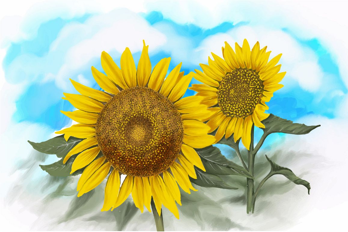 1158x772 Watercolor Sunflowers Vector