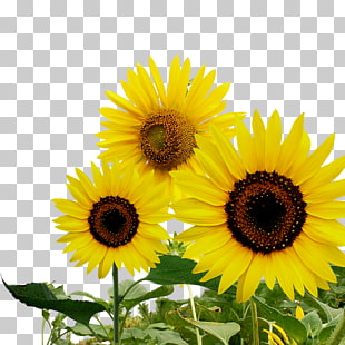 Sunflower Vector Png Cliparts For Free Download Uihere 310x310 Sunflower Vector Png Cliparts For Free Download Uihere