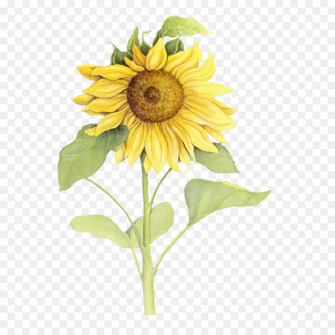 Sun Flower Vector Catchsplace 1080x1080 Sun Flower Vector Catchsplace