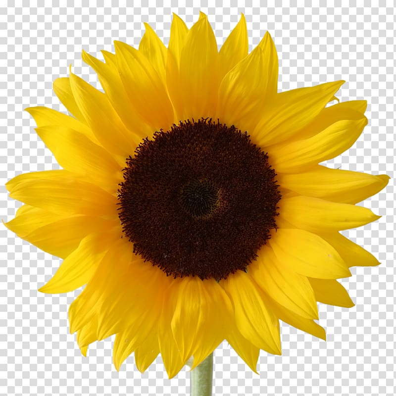 Sunflower, Desktop Icon Free Sunflower Transparent Background 800x800 Sunflower, Desktop Icon Free Sunflower Transparent Background