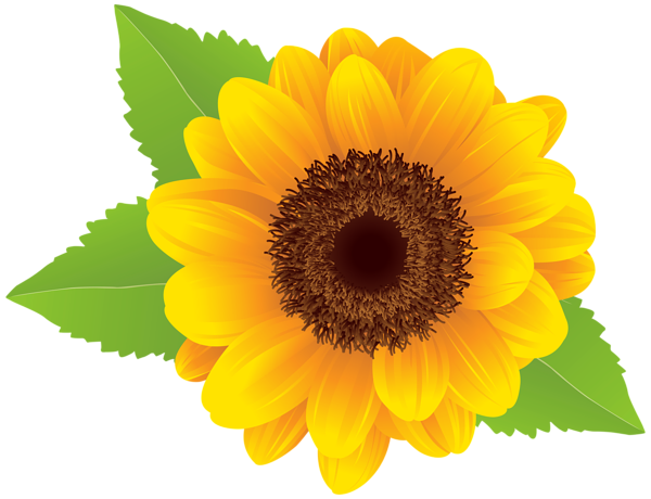 Sunflower Png Free Download Png Images Download Sunflower 600x460 Sunflower Png Free Download Png Images Download Sunflower
