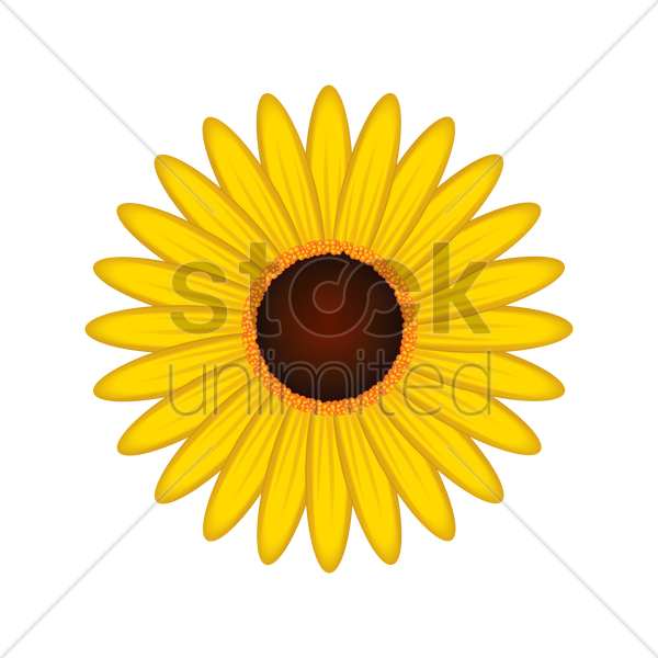 Sunflower Vector Image 600x600 Sunflower Vector Image