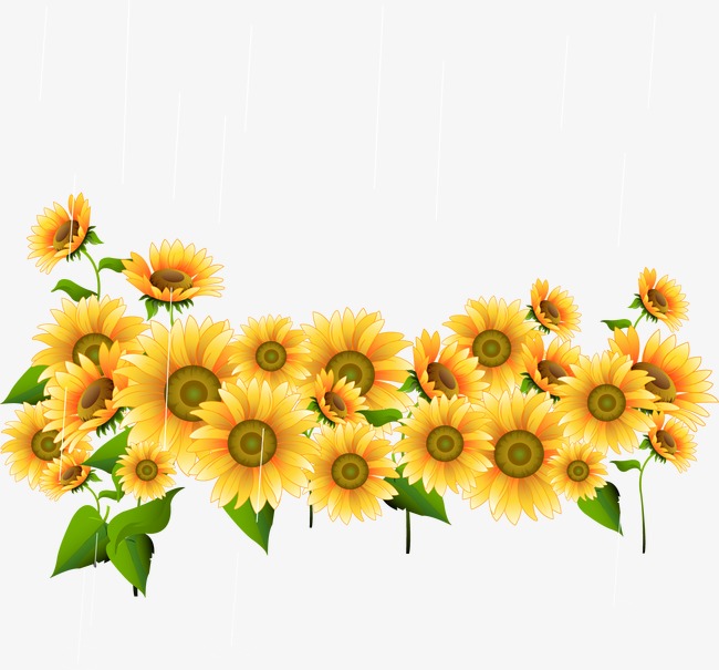 Sunflower Vector Png Images In Collection 650x605 Sunflower Vector Png Images In Collection