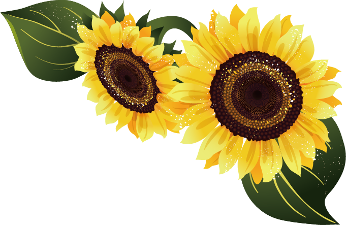 Sunflower Vector Png Images In Collection 681x443 Sunflower Vector Png Images In Collection