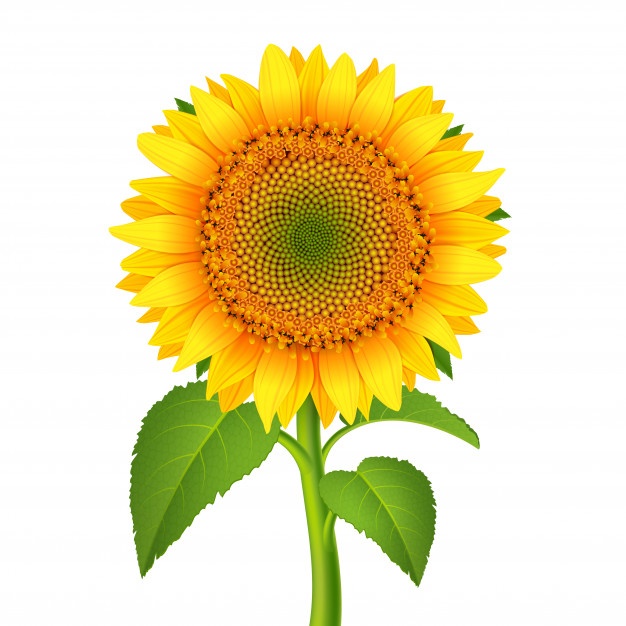 Sunflower Vectors, Photos And Free Download 626x626 Sunflower Vectors, Photos And Free Download