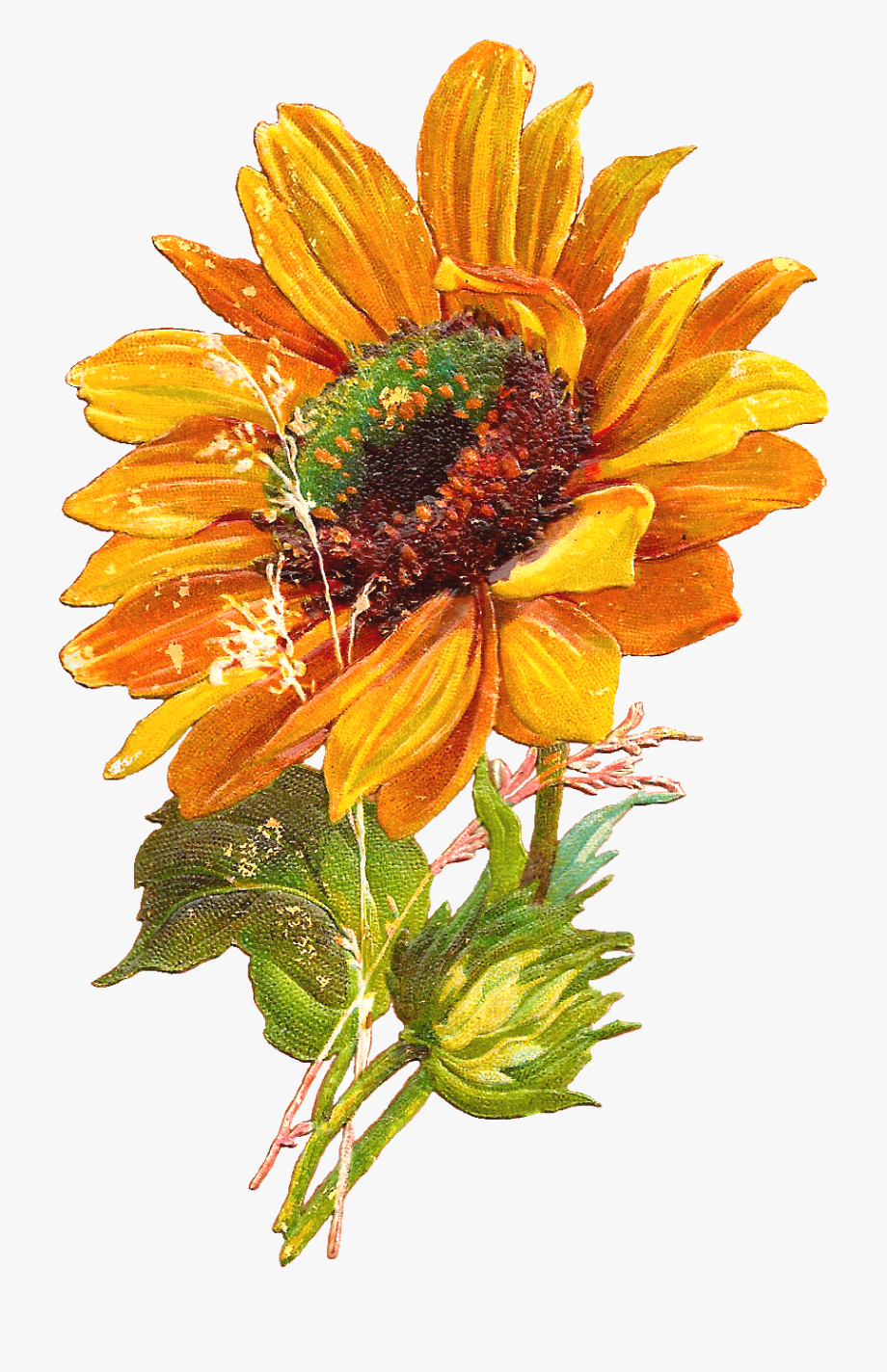 Sunflowers Vector Hello 920x1424 Sunflowers Vector Hello