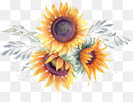 Vector Graphics Portable Network Graphics Image Common Sunflower 260x200 Vector Graphics Portable Network Graphics Image Common Sunflower