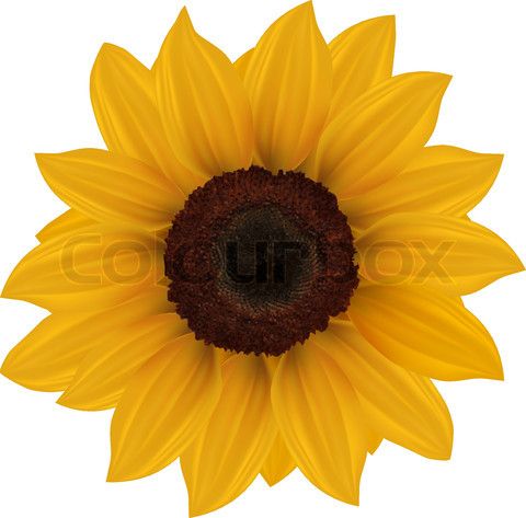 Vector Of 'close Up Of Beautiful Yellow Sunflower Vector 480x473 Vector Of 'close Up Of Beautiful Yellow Sunflower Vector