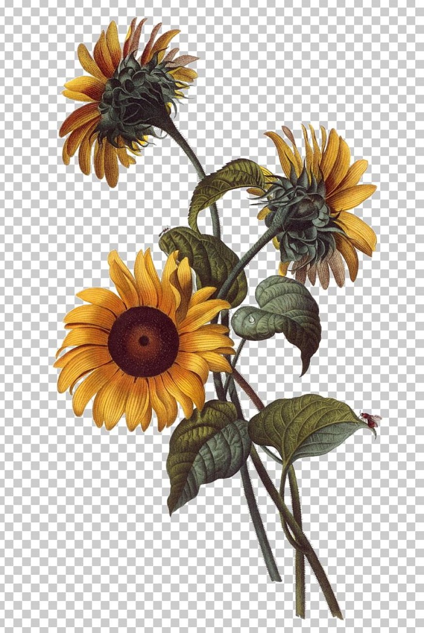 Watercolor Sunflower Vector Google Catchsplace 873x1305 Watercolor Sunflower Vector Google Catchsplace