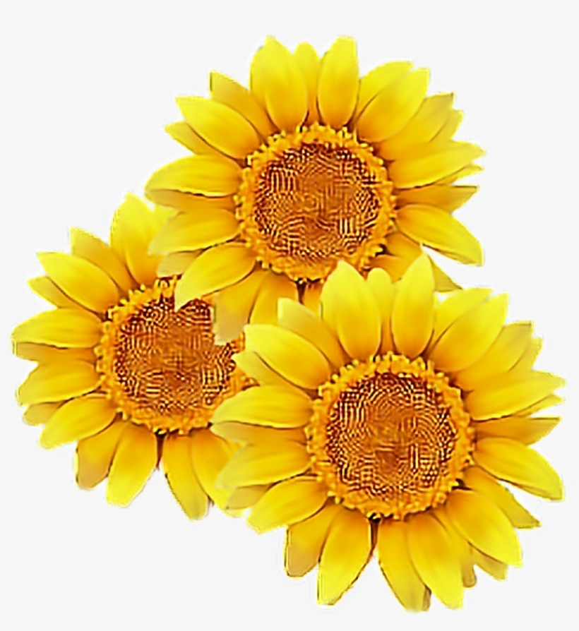 Sunflower 820x894 Sunflower