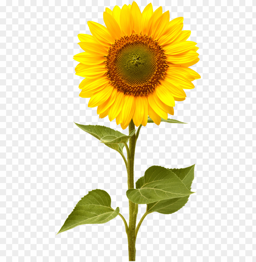 Download Sunflower Vector Png at Vectorified.com | Collection of ...