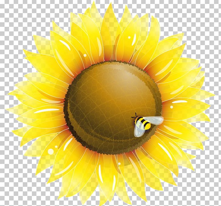 Common Sunflower Png, Clipart, Bee Vector, Computer Wallpaper 728x676 Common Sunflower Png, Clipart, Bee Vector, Computer Wallpaper