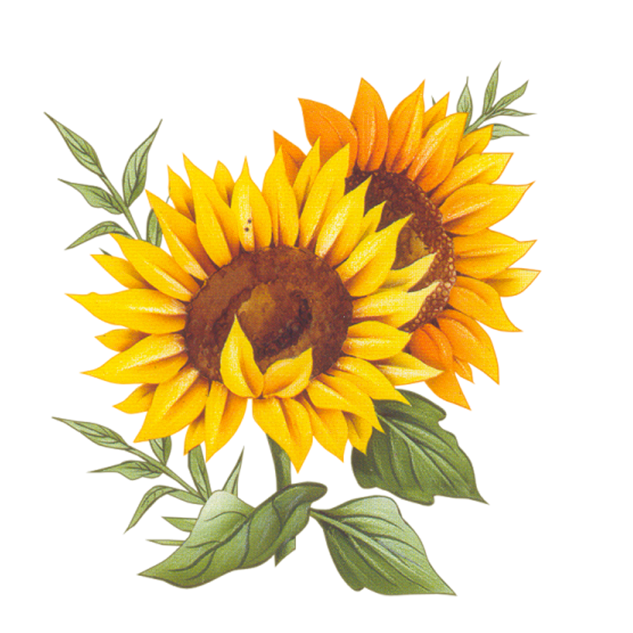 Sunflower Vector Png At Df0