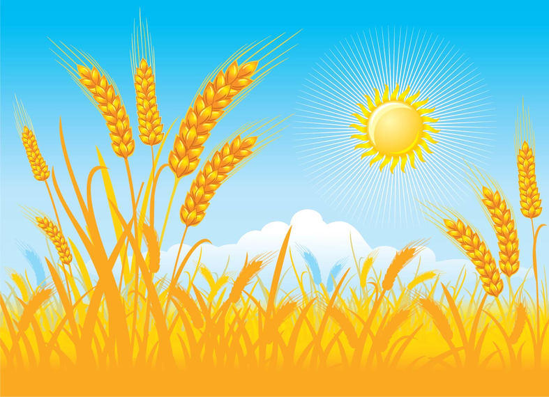 Funky Style Wheat Field On A Sunny Day 787x570 Funky Style Wheat Field On A Sunny Day