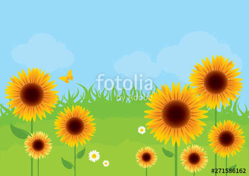 Sunflower Meadow In The Sunny Day Vector Illustration Summer 500x354 Sunflower Meadow In The Sunny Day Vector Illustration Summer