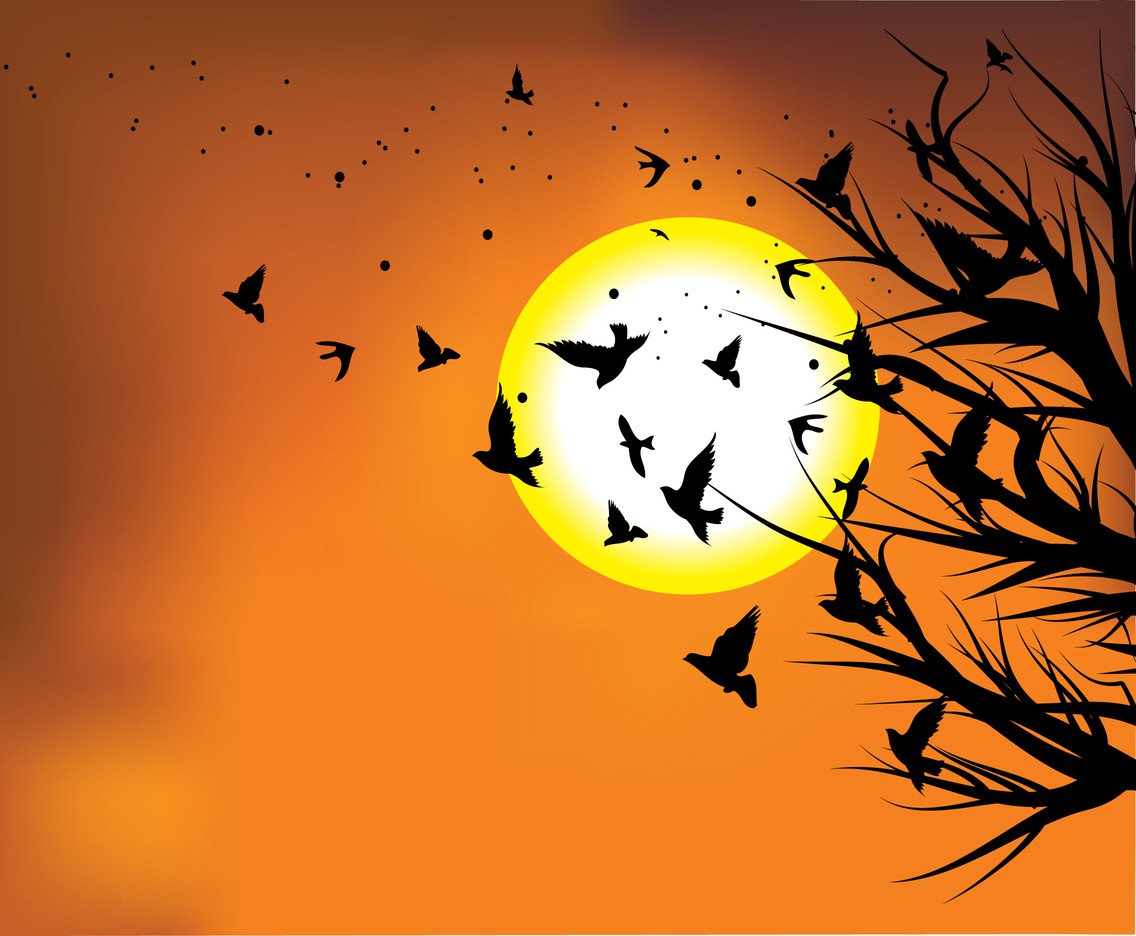 1136x936 Flock Of Birds In Sunset Vector Vector Art Graphics
