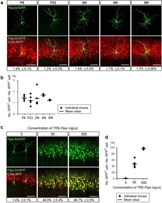 545x685 Supernova A Versatile Vector System For Single Cell Labeling